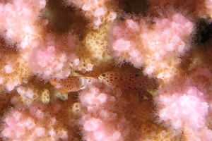 Trapezia tigrina, Pocillopora verrucosa