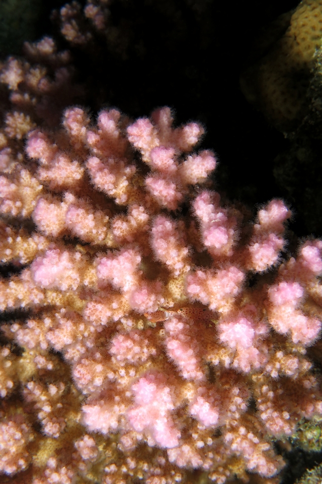 Trapezia tigrina, Pocillopora verrucosa