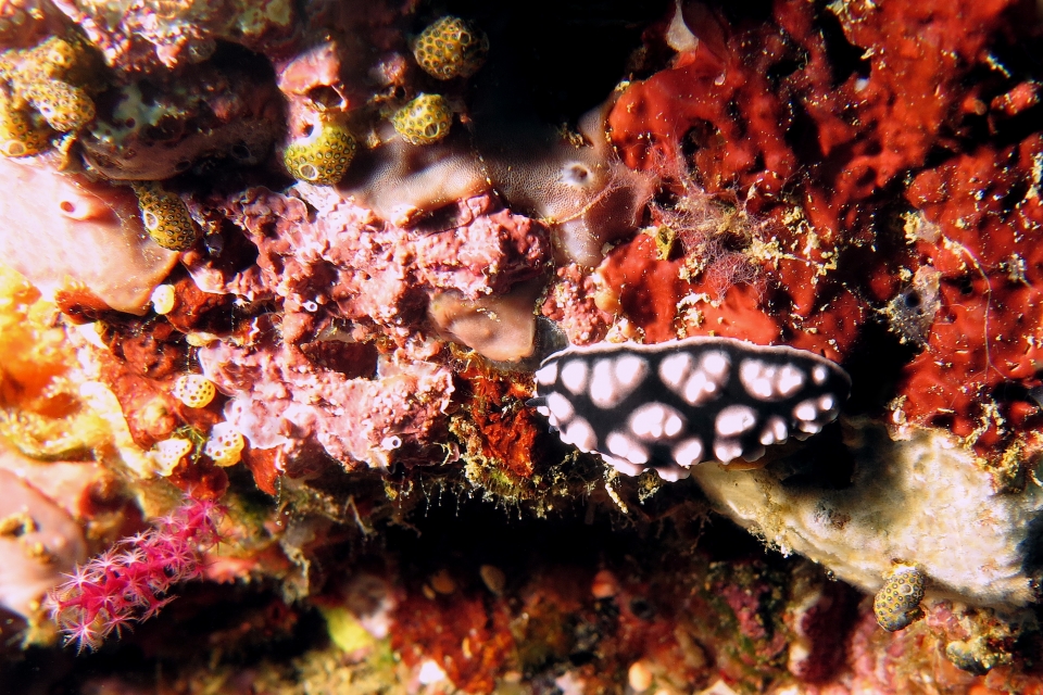Phyllidiella pustulosa