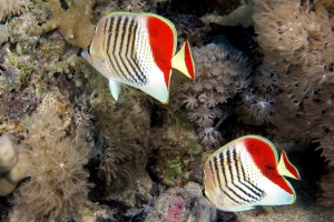 Chaetodon paucifasciatus