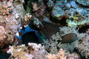 Gymnothorax javanicus, Chromis dimidiata et Ctenochaetus striatus