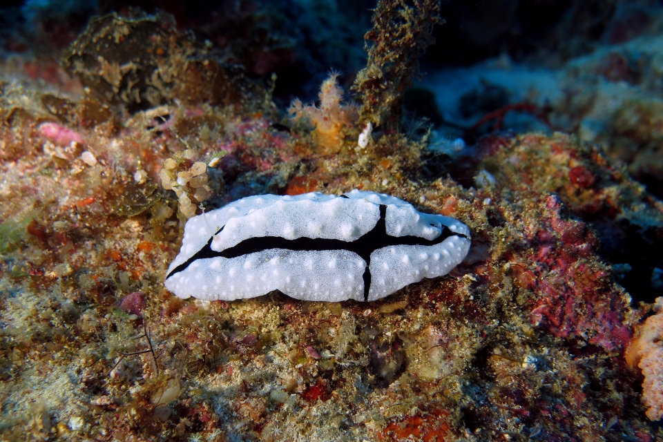 Phyllidiopsis shireenae