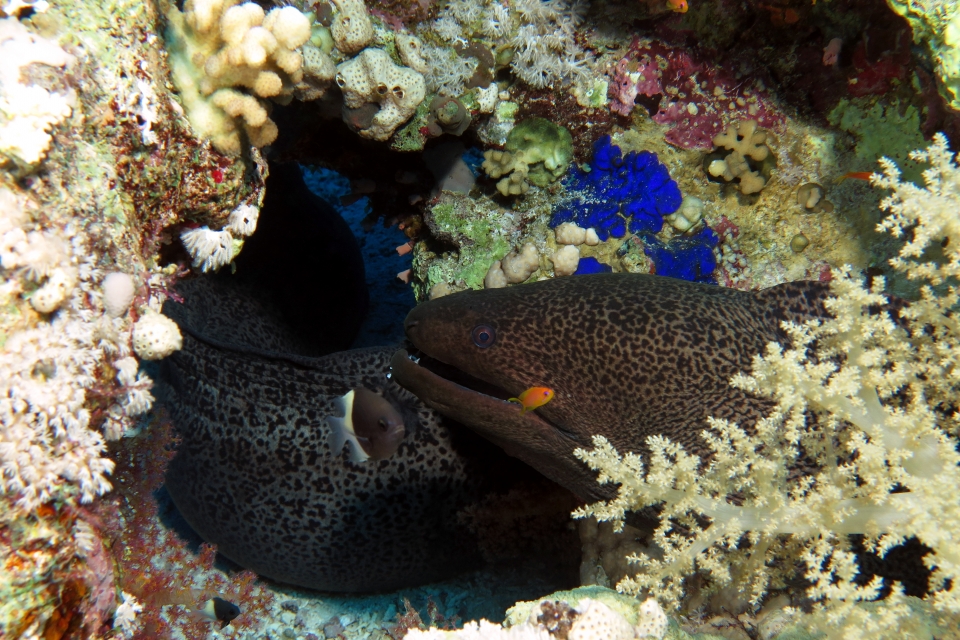 Gymnothorax javanicus, Chromis dimidiata, Pseudanthias squamipinnis