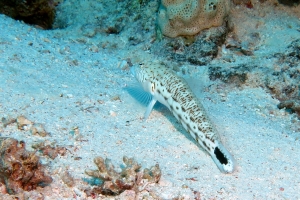 Parapercis hexophthalma