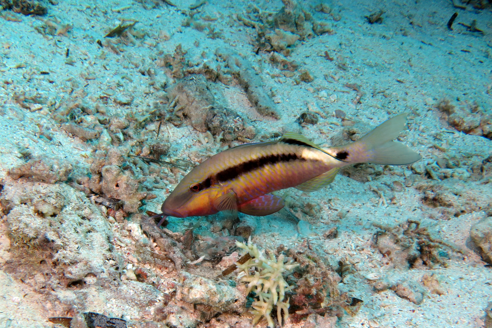 Parupeneus macronemus