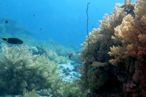 Poisson perroquet, Chaetodon trifascialis, Epinephelus fasciatus