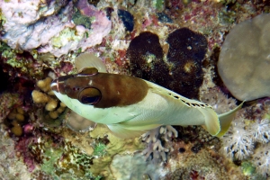 Epinephelus fasciatus