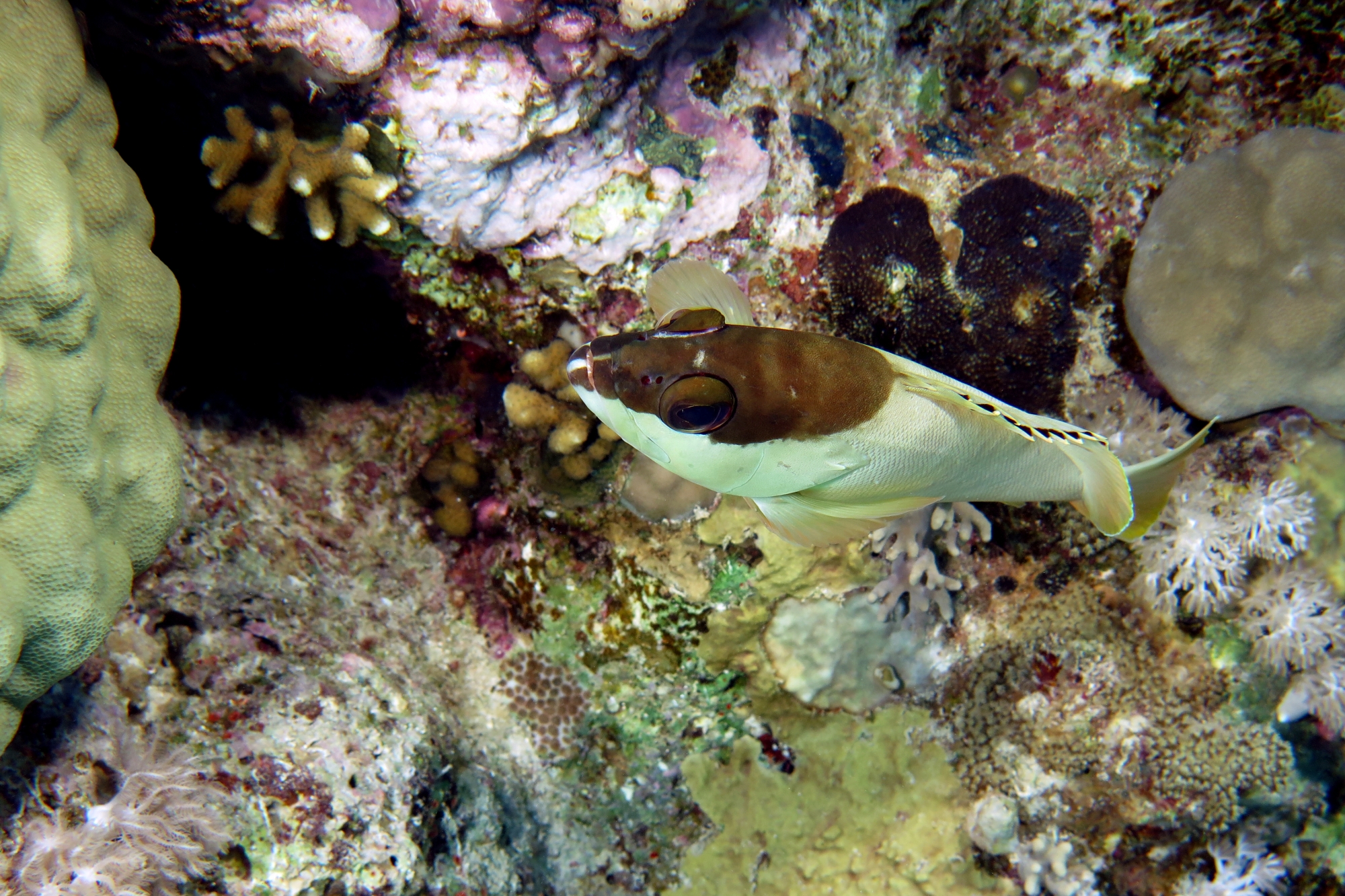 Epinephelus fasciatus