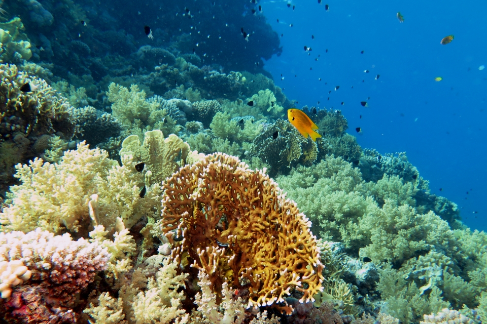 Millepora dichotoma, Pomacentrus sulfureus