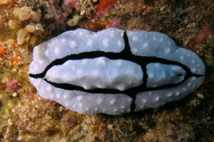 Phyllidiopsis shireenae