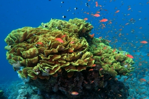 Turbinaria Reniformis, Pseudanthias squamipinnis, Chromis dimidiata