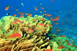 Turbinaria Reniformis, Pseudanthias squamipinnis, Chromis dimidiata