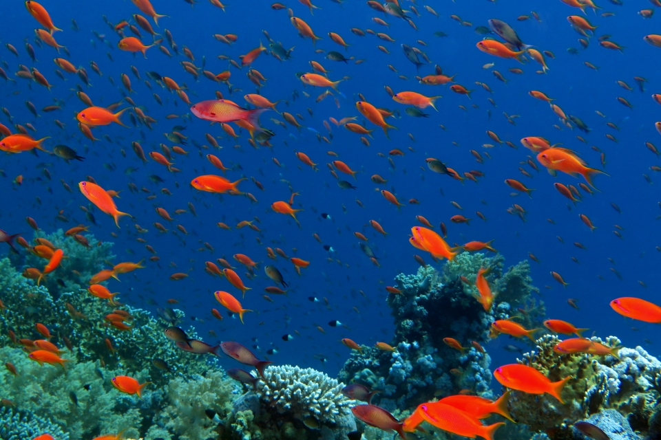 Pseudanthias squamipinnis