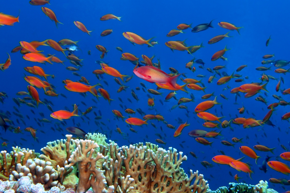 Pseudanthias squamipinnis