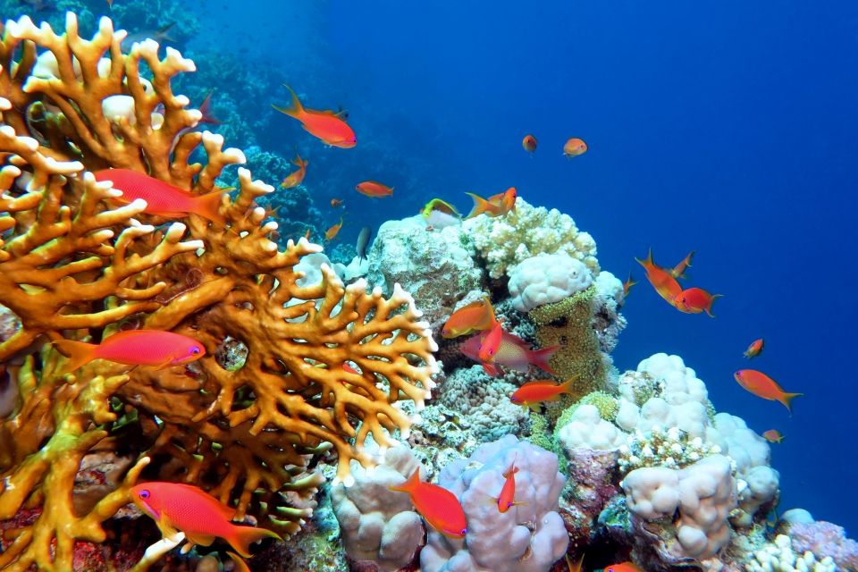 Pseudanthias squamipinnis, Millepora dichotoma