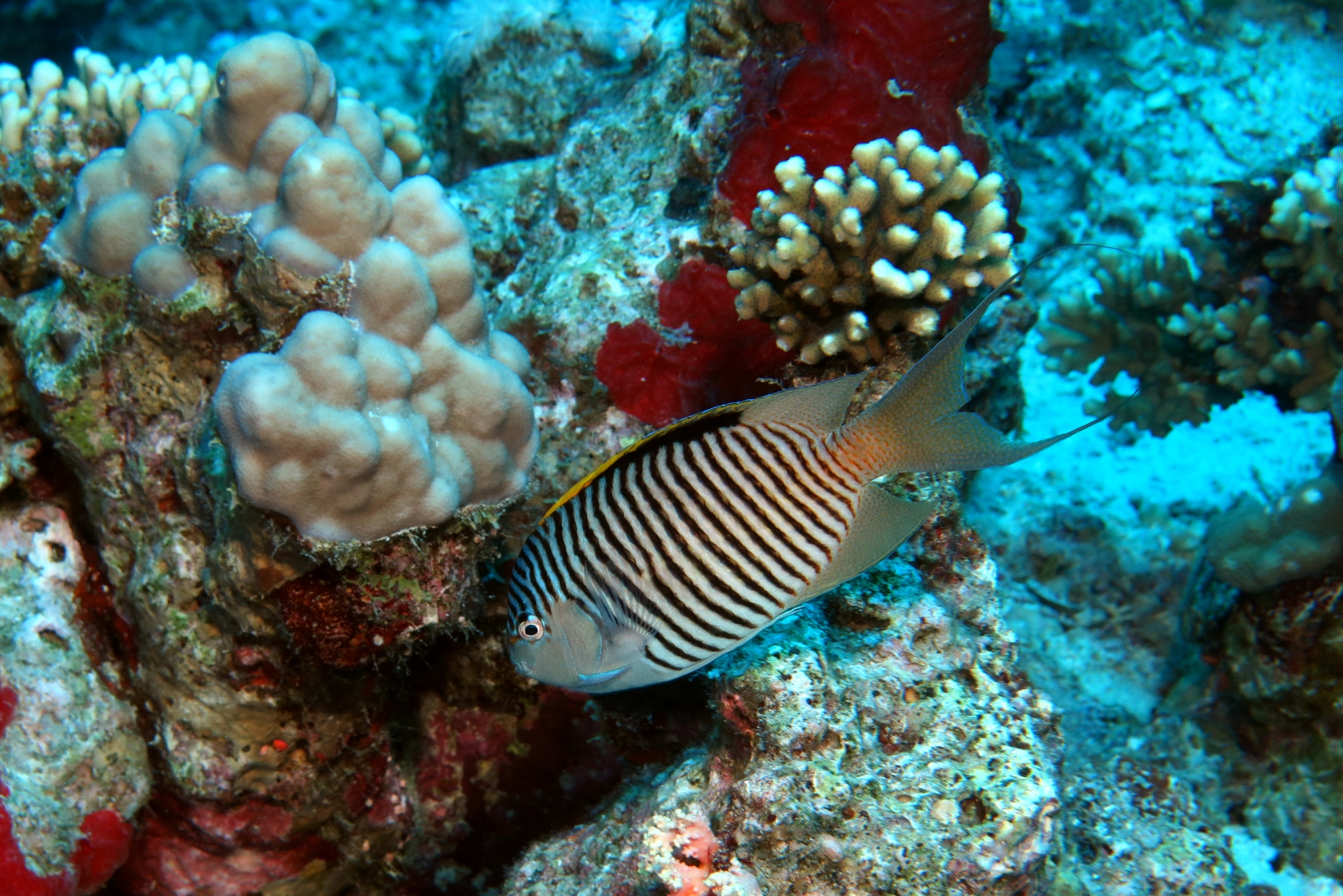 Genicanthus caudovittatus