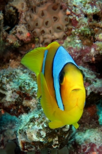 Amphiprion bicinctus