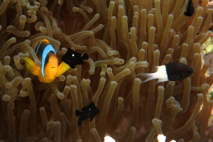 Amphiprion bicinctus, Chromis dimidiata, Dascyllus trimaculatus, Entacmaea quadricolor