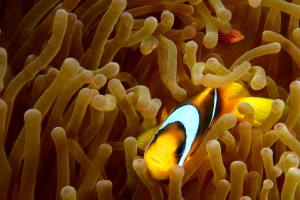 Amphiprion bicinctus, Pseudocheilinus hexataenia, Entacmaea quadricolor