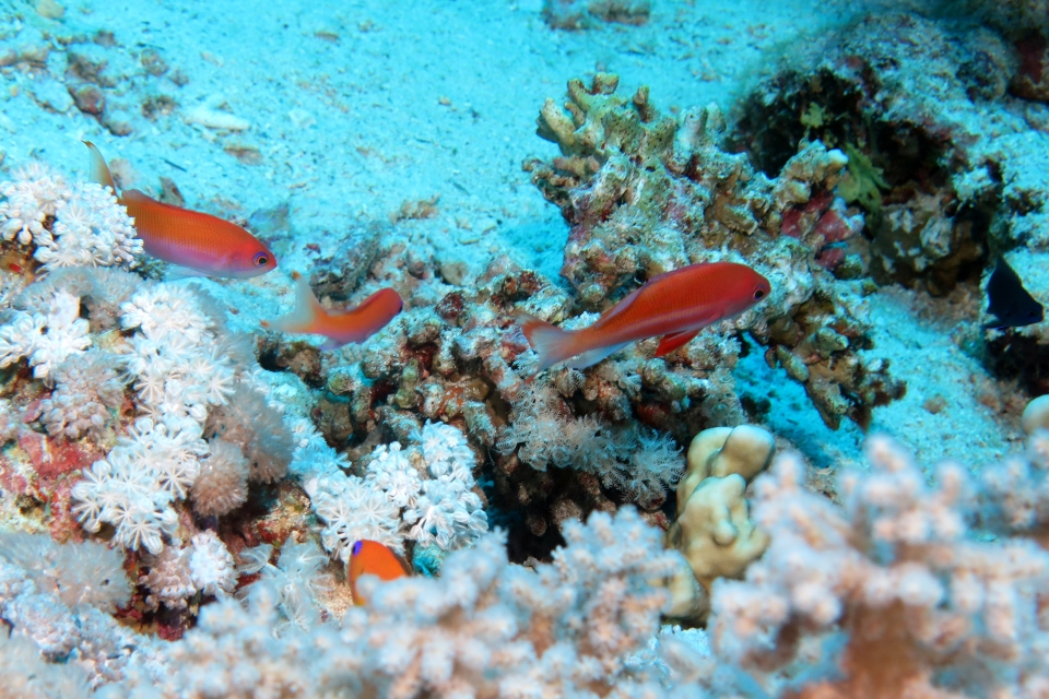 Pseudanthias taeniatus