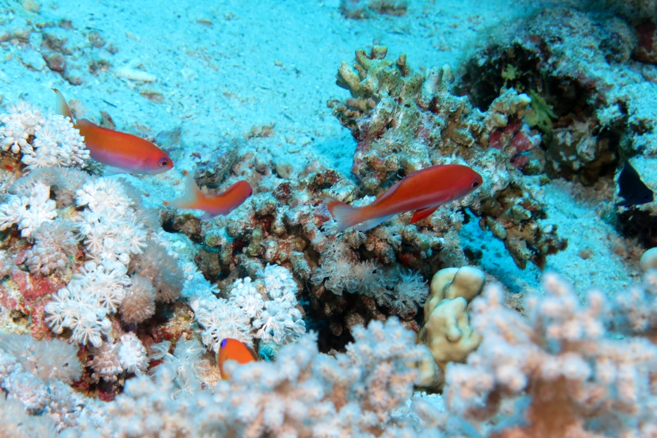 Pseudanthias taeniatus