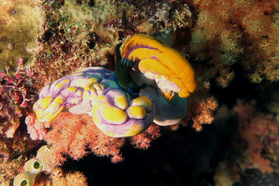 Tambja morosa, Polycarpa aurata