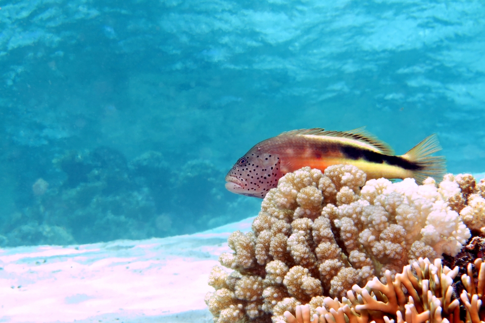 Paracirrhites forsteri, Pocillopora verrucosa