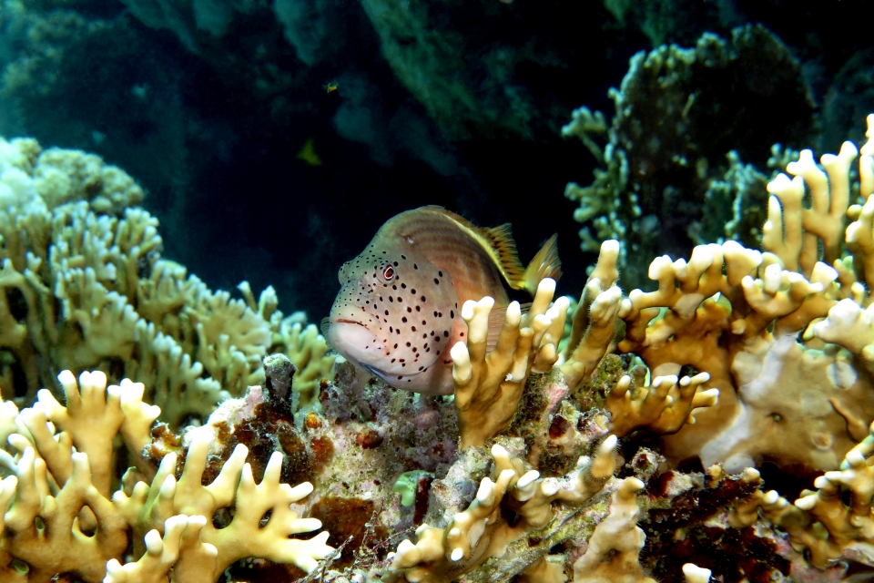 Paracirrhites forsteri, Millepora dichotoma