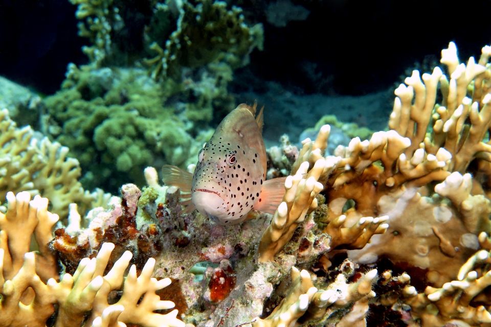 Paracirrhites forsteri, Millepora dichotoma