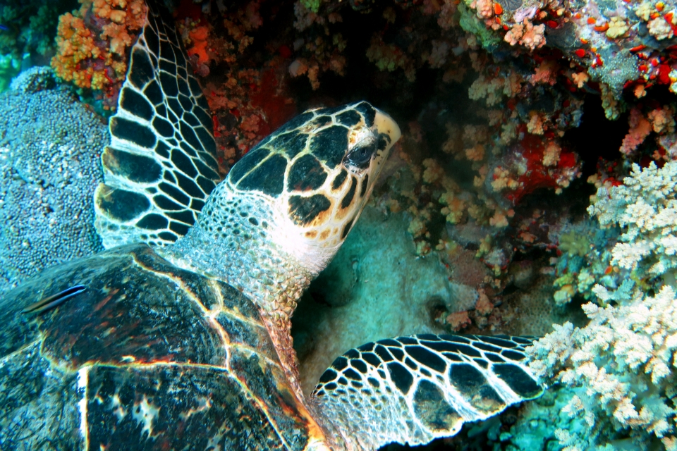 Eretmochelys imbricata