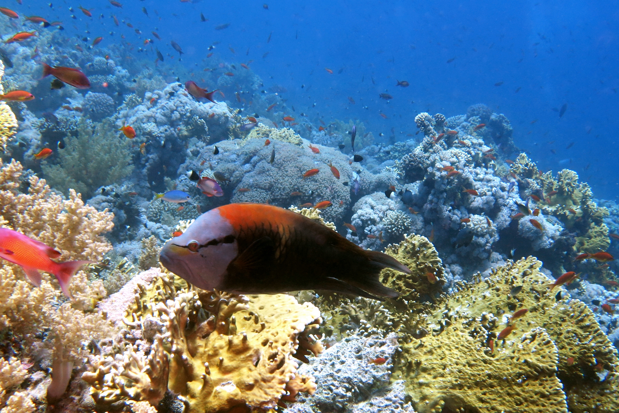 Epibulus insidiator