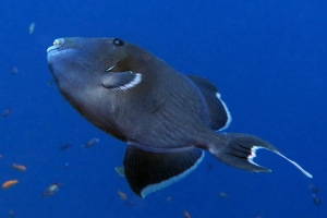 Pseudobalistes fuscus