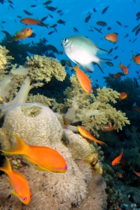 Amblyglyphidodon leucogaster, Pseudanthias squamipinnis