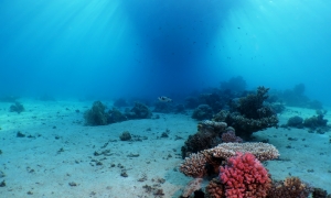 Paysage sous-marin du récif de "Gordon", Arothron diadematus