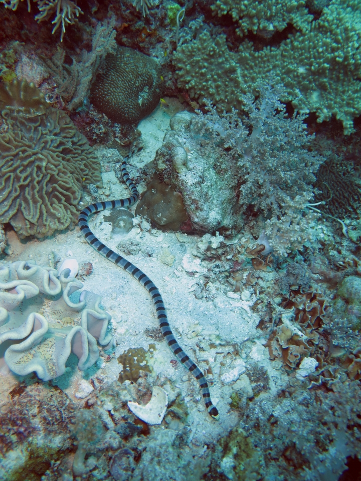 Laticauda colubrina