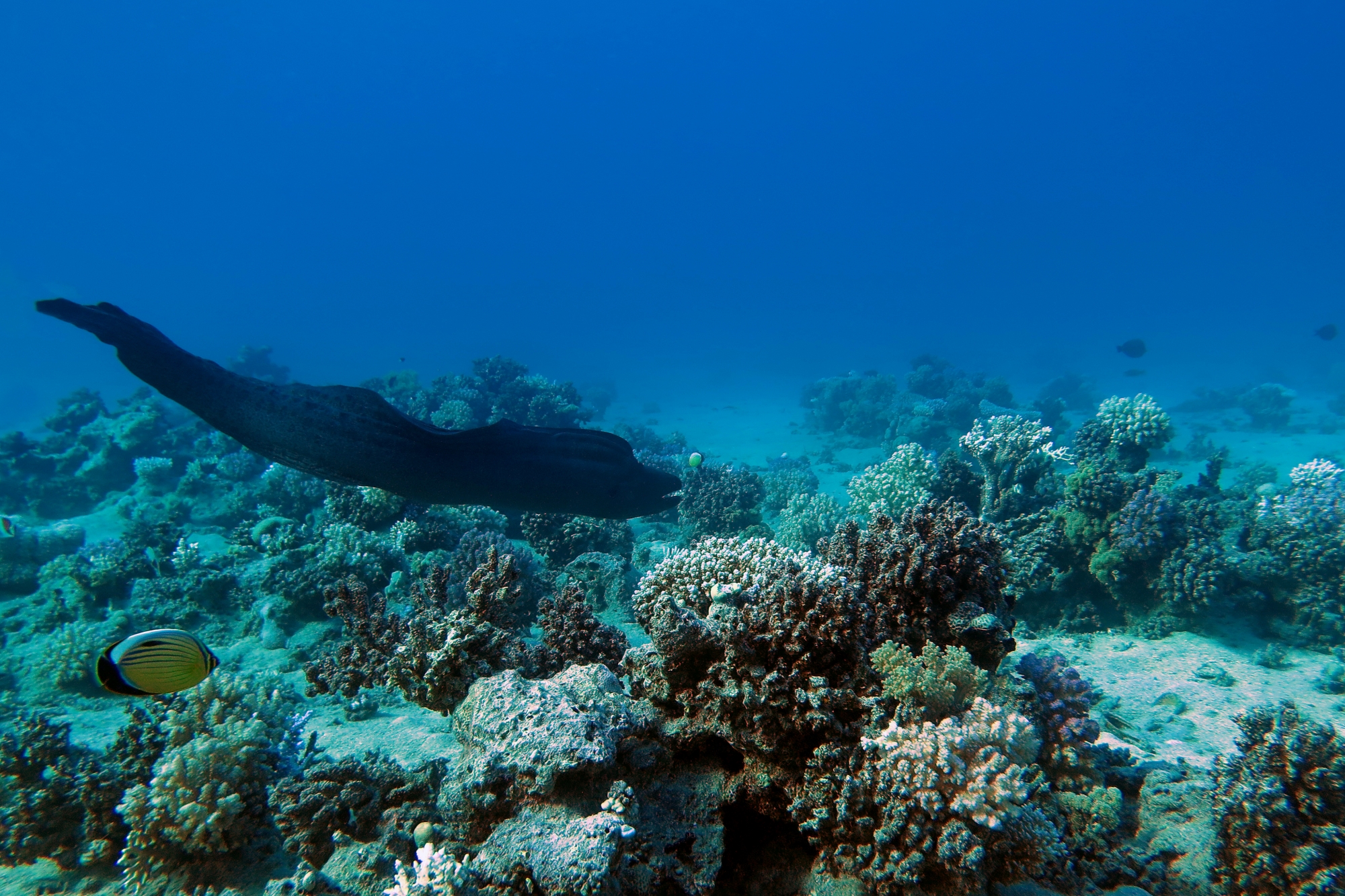 Gymnothorax javanicus, Chaetodon austriacus