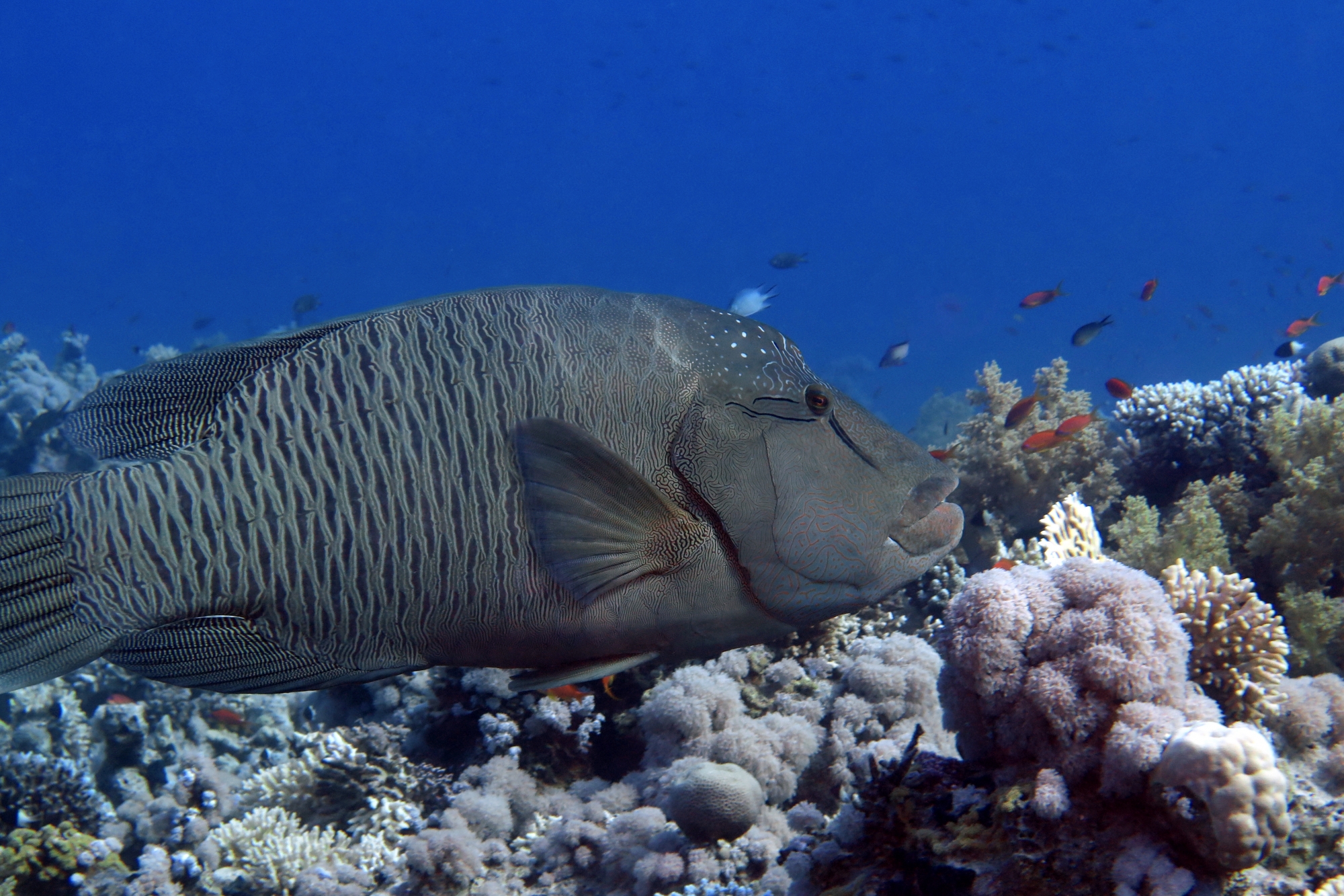 Cheilinus undulatus