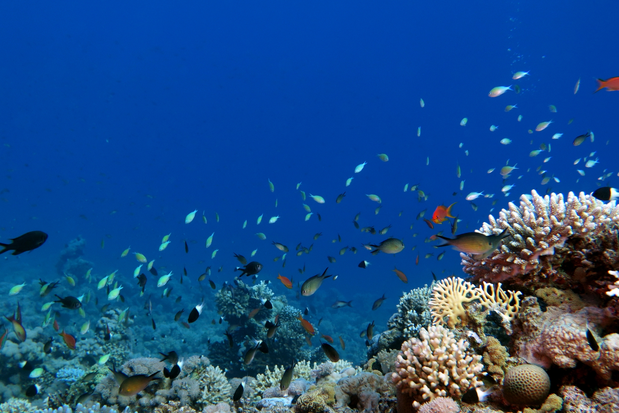 Chromis dimidiata, Chromis flavaxilla, Chromis viridis