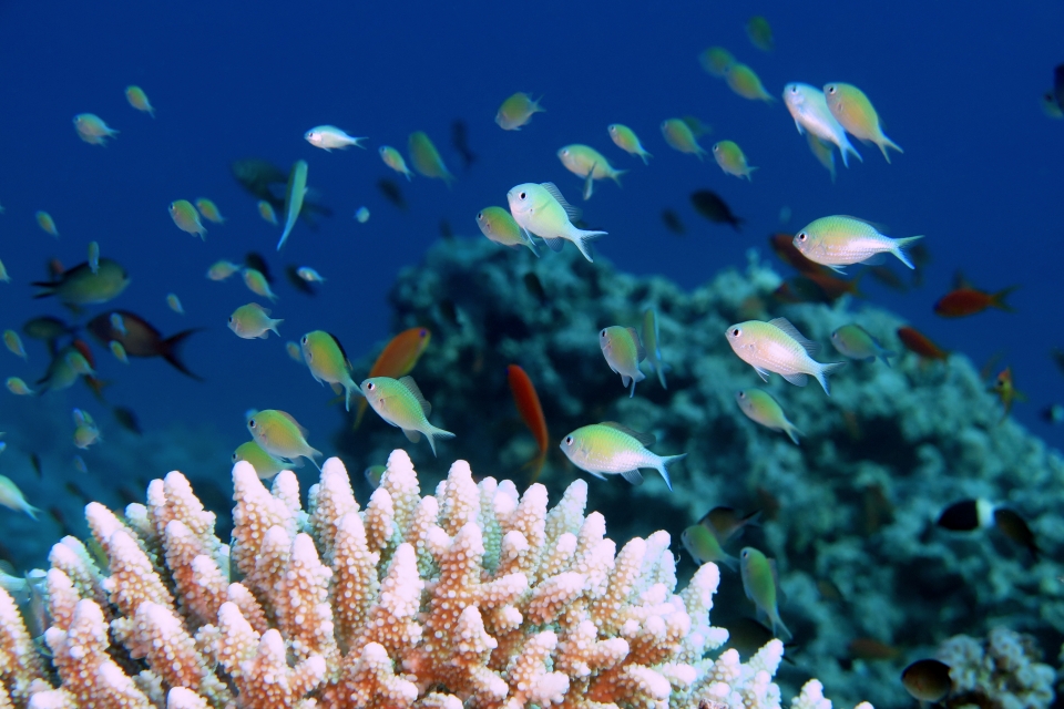 Chromis viridis, Acropora