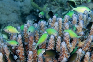 Chromis viridis, Chromis flavaxilla, Acropora