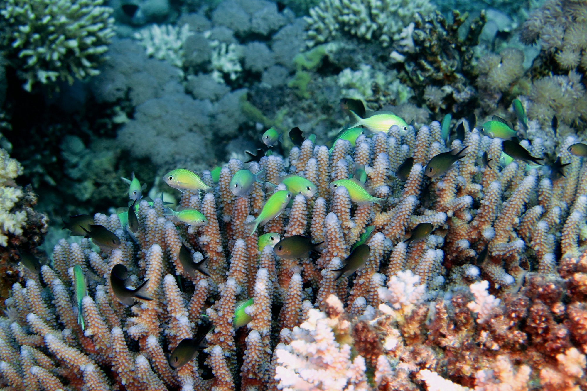 Chromis viridis, Chromis flavaxilla, Acropora