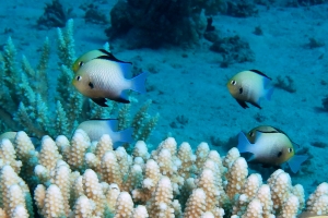 Dascyllus marginatus, Paracirrhites forsteri, Acropora
