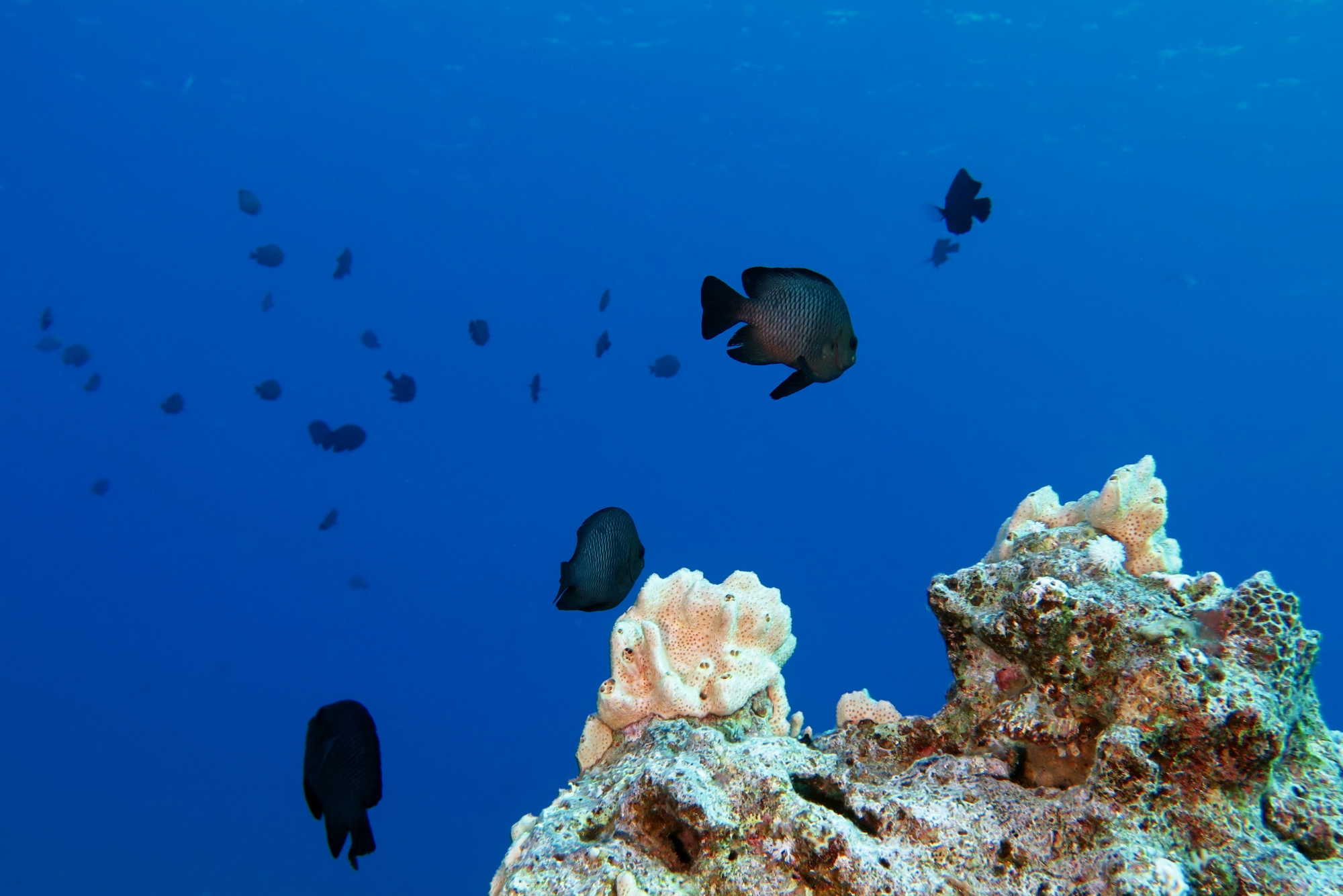 Dascyllus trimaculatus
