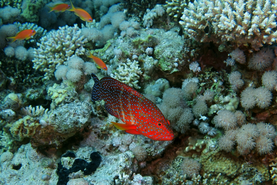 Cephalopholis miniata