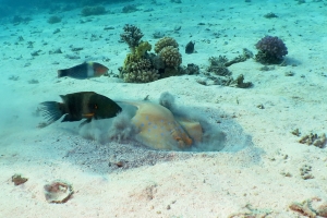 Taeniura lymma, Cheilinus lunulatus, Halichoeres hortulanus