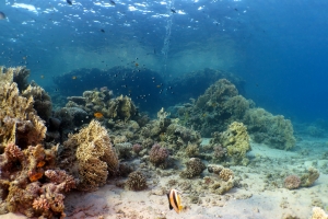 Chromis dimidiata, Pomacentrus sulfureus, Heniochus intermedius