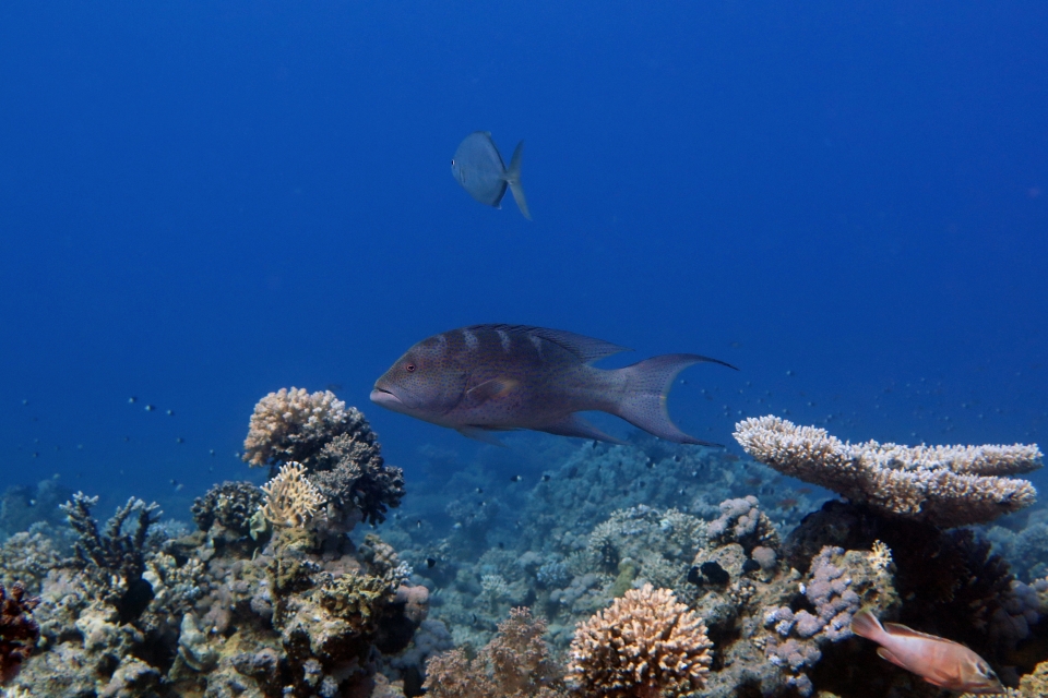 Variola louti , Carangue