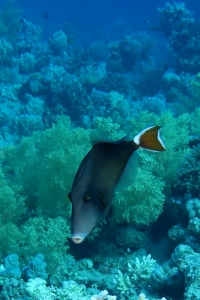 Sufflamen albicaudatum, Pygoplites diacanthus, Thalassoma rueppellii