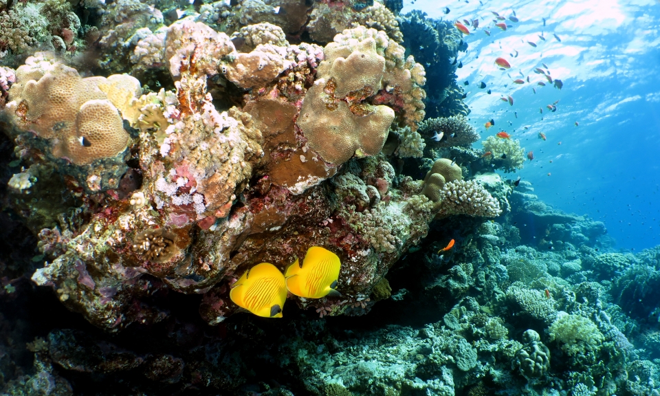 Paysage, Chaetodon semilarvatus