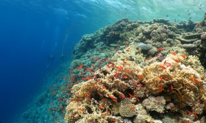 Paysage, Pseudanthias squamipinnis, Millepora dichotoma